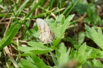 Der Schmetterling wurde in Baden Württemberg in 97990 Weikersheim am 12. Juni in der Nähe von einem Waldrand digital fotografiert.