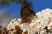 Schmetterling Großes Ochesnauge am Schmetterlingsflieder. Das Schmetterlingsbild entstand mit dem Makroobjektiv aus analogen Zeiten. Bildaufnahme bei ISO500 mit Blende f10 und einer Belichtungszeit von 1/1250 Sekuden.