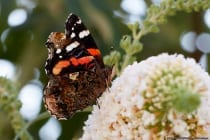 Der Admiral ist ein Schmetterling mit wissenschaftlichen Namen Vanessa atalanta. Die vorderen Flügelunterseiten entsprechen mit kleinen Unterscheidungen der Oberseite. Die Hinterflügel sind auf der Unterseite marmoriert in verschiedenen Brauntönen, welche durch rötliche, schwarze und violette Farben ergänzt wird.