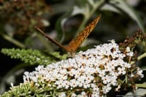 Der Passionsblumenfalter Kaisermantel ist ein Schmetterling aus der Familie der Edelfalter. Bei einer maximalen Flügelspannweite von 65 Millimetern ist der Tagfalter einer der größten Perlmutterfalter in Mitteleuropa. Im Süden Europas sind die Schmetterlinge von Ende Mai bis September zu sehen.