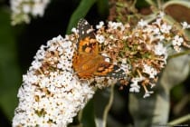 Schmetterling Distelfalter am weißen Sommerflieder, auch als Schmetterlingsflieder bekannt.