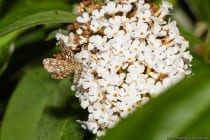 Der sehr kleine Schmetterling mit zirka 10 Millimeter (1cm) Körperlänge mit braun-weiß gefleckten und karierten Muster auf den Flügeln ist ein Gitterspanner (Chiasma clathrata).