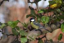 Sperlingsvogel auf einem Ast - Dslr Bild - Passarine Bird on a tree branch - Dslr Picture