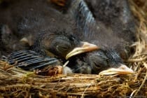 Die Wahl des Nistplatzes vom Hausrotschwanz und der Bau erfolgt ausschließlich durch das Weibchen, dabei werden künstliche Nistplätze gelegentlich angenommen aber nicht bevorzugt. Das Gelege besteht im Durchschnitt aus vier bis sechs Eiern und die Brutdauer beträgt bis zu 17 Tage. Die Jungvögel schlüpfen gleichzeitig innerhalb weniger Stunden und verbleiben 15 bis 17 Tage im Nest. Nach der Geburt wiegt ein Nestling ungefähr 1,5 Gramm und nach 10-17 Tagen wird das Gewicht verzehnfacht. Bis zu zwei Jahresbruten können von Mai bis Juli erfolgen. Ausgewachsene Hausrotschwänze erreichen ein Gewicht von 15-20 Gramm.