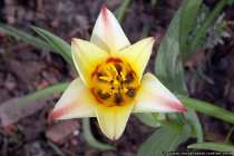 Aussergewoehnliche Tulpe - Wonderful Tulip