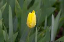 Eine einsame Tulpe - Yellow Tulip
