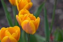 Tulpen - Orange Tulips