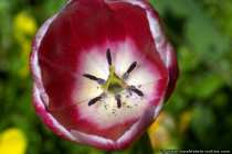 Tulpe mit Stempel (Makro) - Nice tulip