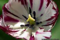 Tulpe mit gestreifter Farbgebung - Tulip into sunshine