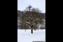 Ein Baum im Schnee.