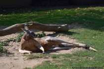 Känguru eingebettet in seiner Liegemulde