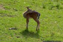Also jetzt bitte kein Foto machen, das sieht doch komisch aus! Young Fallow Deer - What should I do, if it itch on a impossible position?