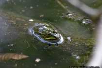 Bei absolut schlechten Lichtverhältnissen hilft nur die ISO-Empfindlichkeit zu erhöhen, so entstand das Froschfoto mit ISO1600 - Frog-Photo with ISO1600 - Frog in a big pond.