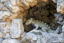Im Parterre des Grottenhauses befinden sich etliche Tierfabelwesen.