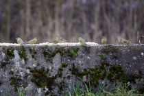 Der Grünfink, auch als Grünling bekannt gehört zu der Familie der Finken. Im Geäst werden gerne die Nester versteckt und umso dichter, je besser. [EOS5D Mark4 | ISO3200 | f5,6 | 1/640s | 400mm]