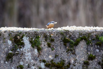 Der blau-orangene Kleiber gehört zu den Sperlingsvögeln und sein wissenschaftlicher Name lautet Sittidae. Die standorttreuen Höhlenbrüter sind kleine Klettergenies und besitzen einen kräftigen länglichen Schnabel.  [EOS5D Mark4 | ISO4000 | f5,6 | 1/800s | 400mm]