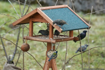 Einige Stare überwintern in Deutschland und vertilgen auch Nüsse. Es kommt auch vor, dass Stare die Futterstelle gegen andere Vögel verteidigen.