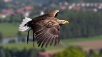 Adler im Flug