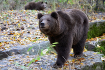 In Gefangenschaft können Bären bis zu 50 Jahre alt werden und sind Allesfresser.