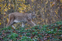 Der Luchs mit lateinischen und wissenschaftlichen Namen Lynx gehört zur Familie der Katzen. In Europa sind Luchse, abgesehen von den Leoparden, die größte Katzenart.