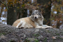 Der Wolf mit wissenschaftlichen Namen Canis lupus ist das größte Raubtier aus der Familie der Hunde.