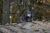 Ein Nahrungsüberangebot für Wölfe ist in Deutschland vorhanden, welches auch die hohen Abschusszahlen von Rehen, Wildschweinen und Rothirschen durch Jäger bestätigen.