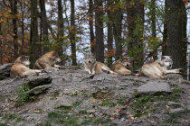 In Rumänien und Russland war der Wolf nie ausgerottet und so gibt es immer wieder Berichte über Wolfssichtungen in den Ortschaften, ohne eine gefährliche Meldungssituation zwischen Wolf und Mensch.