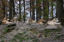 Der Wolf hat eine Reviergröße von 200 bis 300 Quadratkilometer und kann 75 Kilometer am Tag zurücklegen.