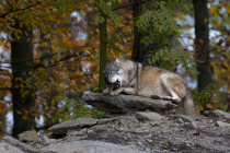 Ein Wolf ernährt sich hauptsächlich von Reh, gefolgt vom Rotwild und Wildschweinen. Ein kleiner Teil der Nahrung besteht auch aus Dammhirsch, Muffelschaf, Hase und kleine- bis mittelgroße Säuger.