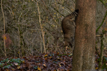 Die europäische Wildkatze, auch als Waldkatze bekannt, hat den wissenschaftlichen Namen Felis silvestris.