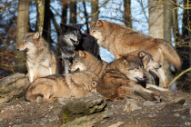 Wölfe im Wildtierpark Bad Mergentheim