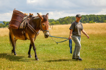 Durch die Kreuzung zwischen einer Pferdestute und einem Eselshengst wird ein Maultier mit den positiven Eigenschaften von beiden Tieren. Die hybriden Maultiere sind nicht fortpflanzungsfähig.