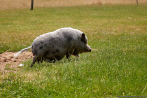 Hausschwein beim Schweinegalopp.