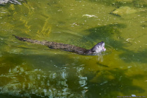 Fischotter sind tag- und nachtaktiv. Sie können bis zu acht Minuten tauchen und beim Schwimmen ragen Kopf und Hals aus dem Wasser heraus.