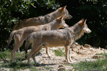 Der Wolf mit wissenschaftlichen Namen Canis lupus ist das größte Raubtier aus der Familie der Hunde. Wölfe leben meist in Rudeln, bei denen es sich um Familienverbände handelt.