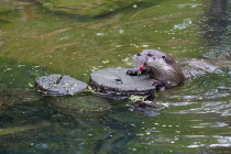 Der Otter ist eine Tierart, welcher zugleich im Wasser auch als an Land lebt „amphibisch“.