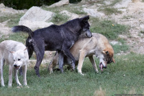 Wölfe im Wildpark Bad Nergentheim