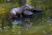 Otter im Wildpark Bad Mergentheim. Otter, auch als Wassermarder bekannt sind eine amphibisch lebende Unterfamilie der Marder.