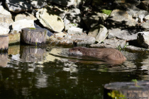 Zur Fütterungszeit lässt sich der Fischotter sehen. Seit 2014 ist am letzten Mittwoch im Mai der Welttag der Otter.