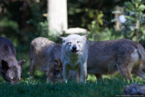 Wölfe haben eine hohe Anpassungsfähigkeit und leben in der arktischen Tundra, als auch in den Wüsten Nordamerikas und Zentralasiens. Die meisten Wölfe leben im Grasland, in Wäldern, Feuchtgebiete, Buschland, felsigen Gebieten und in Gebirgsregionen bis zu 2400 Meter Höhe.