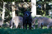 Der Wolf mit wissenschaftlichen Namen Canis lupus ist das größte Raubtier aus der Familie der Hunde.