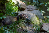 Das Frettchen ist meist scheu und versteckt sich. Die fleischfressenden Tiere können ein Alter von 7 bis 10 Jahren erreichern.