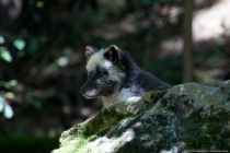 Der Polarfuchs, Eisfuchs oder Schneefuchs ist in der nördlichen Polarregion beheimatet und ist eine Fuchsart.