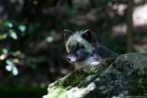 Der Polarfuchs kann Temperaturen von bis zu -80 Grad Celsius überleben und hat eine außergewöhnlich wärmedämmende Unterwolle.