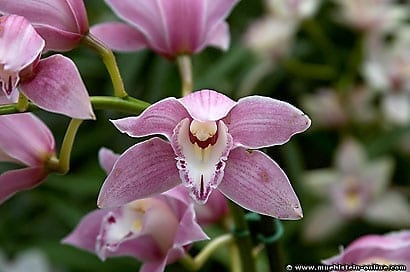 Orchideen, Gefäß- und Samenpflanzen.