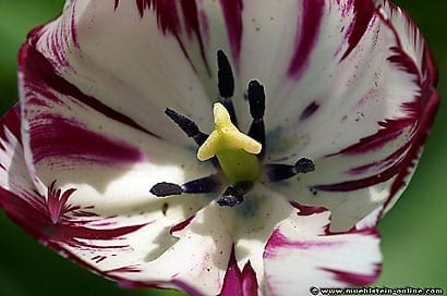 Bilder Tulpen, Zierpflanzen und Liliengewächse.