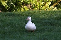 Bilder Enten, Stockenten und Hausenten - Weiße Ente