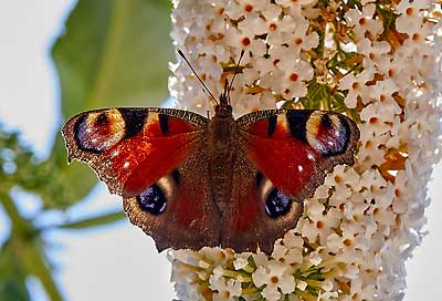 Edelfalter, Schmetterlinge und Taubenschwänzchen