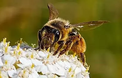 Die Honigbiene und die Makrofotografie