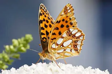 Schmetterlinge, Falter und Schwärmer digital fotografiert